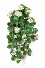 Geranium hang bush 66cm UV